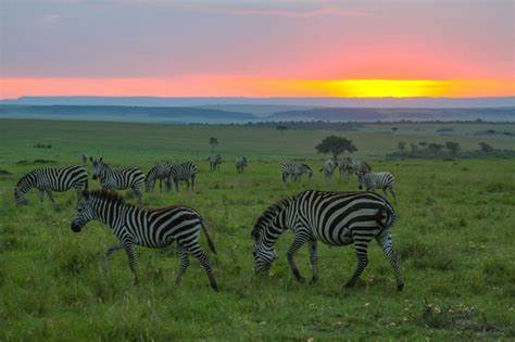 Discover the best wildlife safari destinations in Africa, from the Maasai Mara to the Okavango Delta, for unforgettable encounters with diverse wildlife and nature