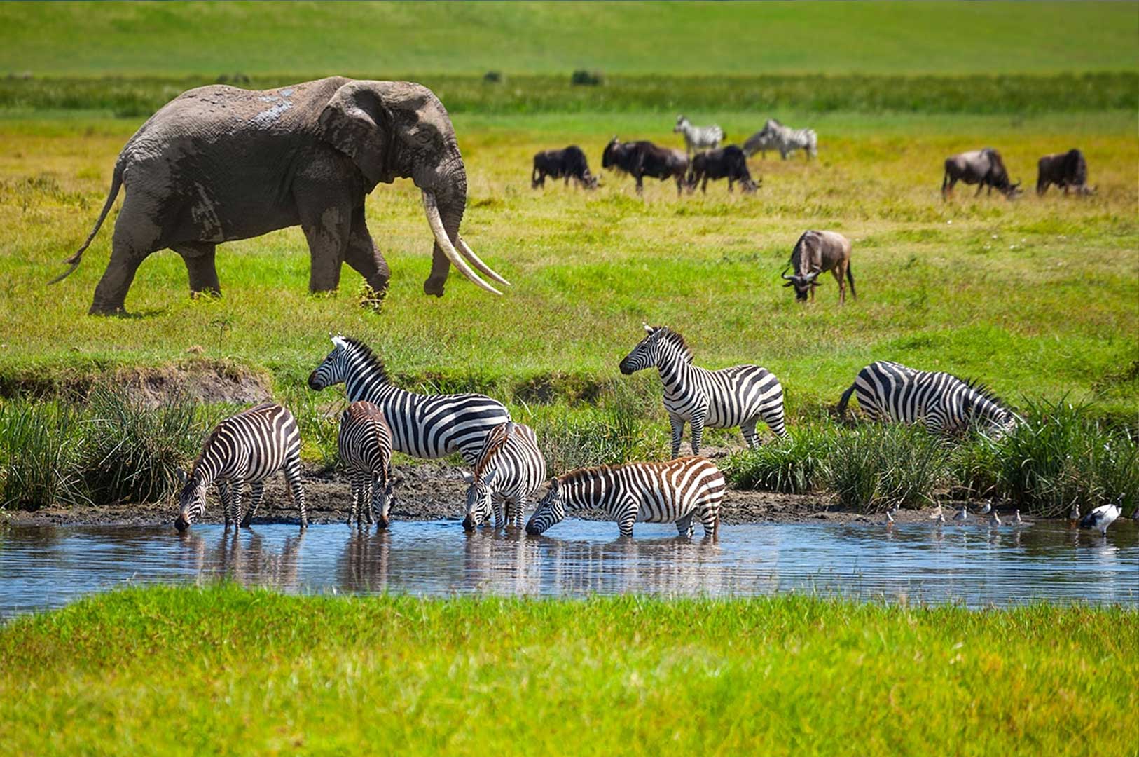 Discover the best wildlife safari destinations in Africa, from the Maasai Mara to the Okavango Delta, for unforgettable encounters with diverse wildlife and nature