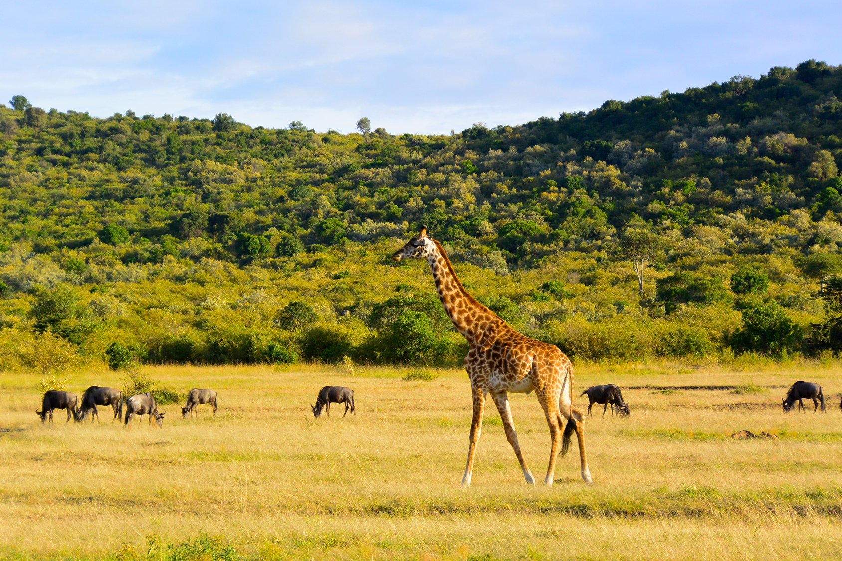 Discover the best wildlife safari destinations in Africa, from the Maasai Mara to the Okavango Delta, for unforgettable encounters with diverse wildlife and nature