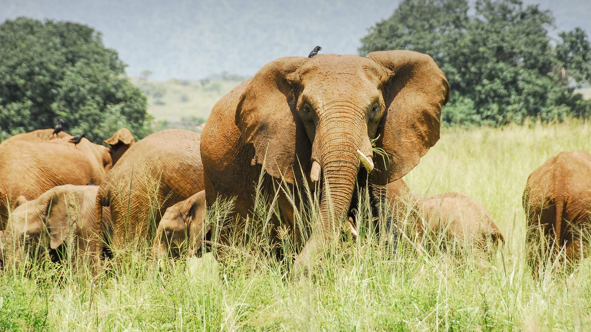 Discover Africa's forgotten national parks, hidden ecotourism gems that offer sustainable travel experiences. Explore untouched landscapes